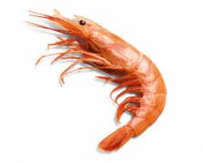 cambas pour cuisine italienne à saint laurent du var